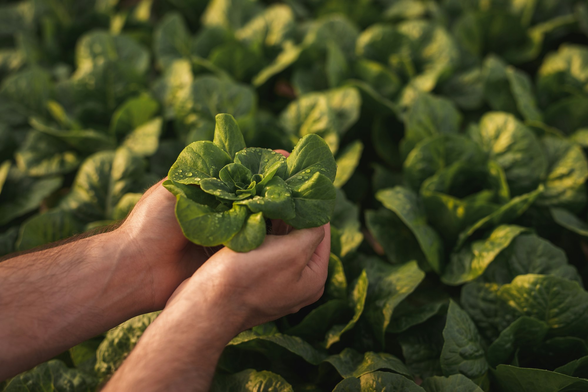Crop farmer touching lettuce in greenhouse
